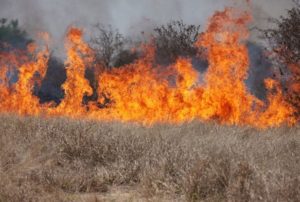 Un campo de cheatgrass amarillo en llamas