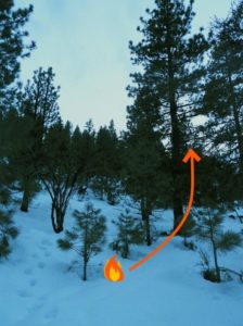 Una imagen de árboles más pequeños junto a un árbol más grande y un gráfico de fuego con una flecha apuntando hacia arriba, hacia el árbol más grande.