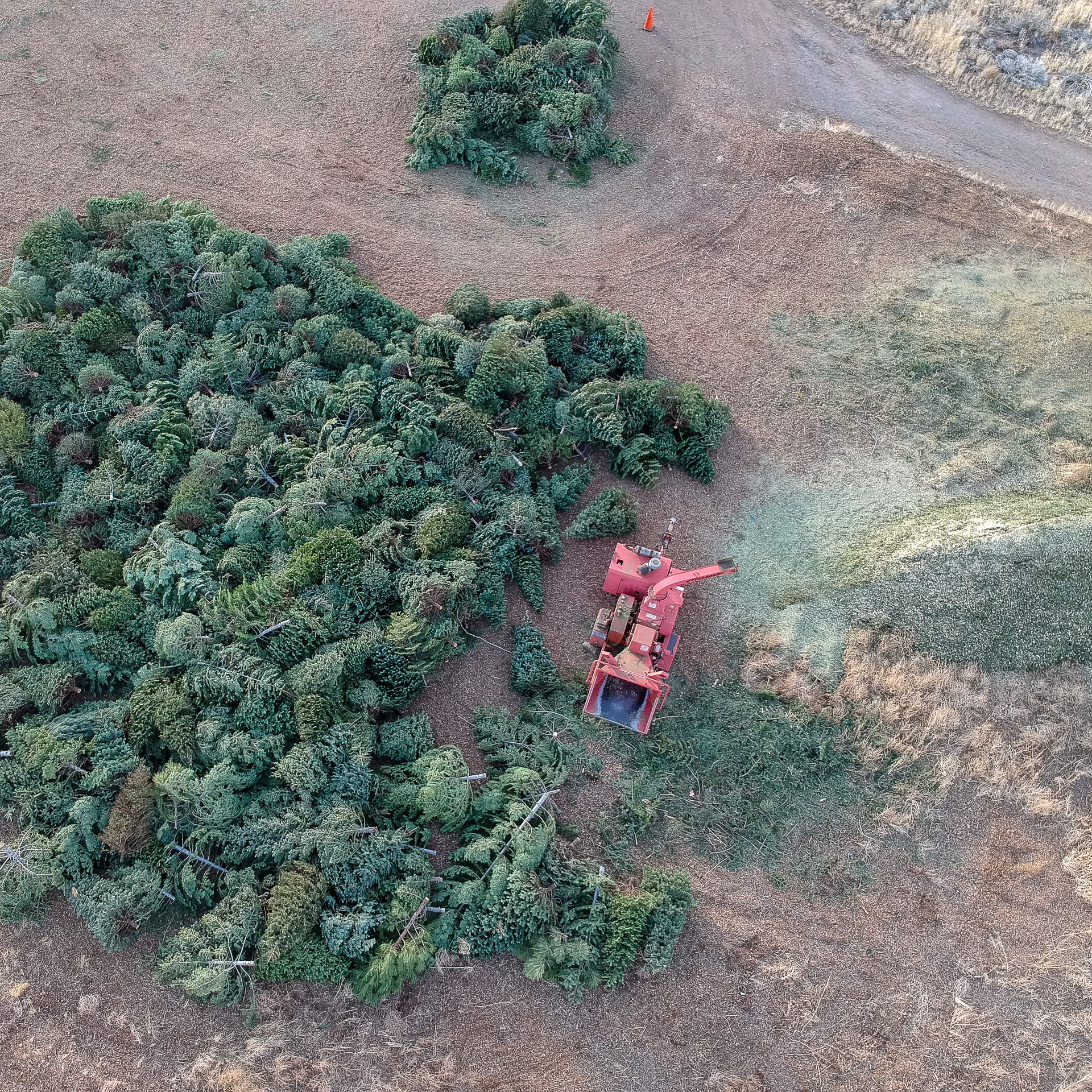 Aerial view of christmas trees in a lot with a chipper blowing chips