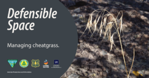 Photo of a cheatgrass plant and text that says, "Defensible Space, Managing cheatgrass."