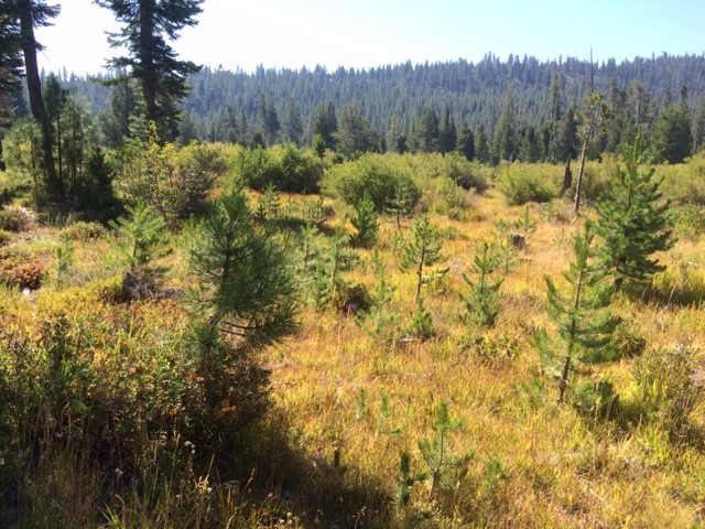 Photo of Meeks Meadow- encroaching conifers ( mostly lodgepoles) filling in the meadow and sucking up all the water, lowering the groundwater table and make less available moisture for culturally significant plants.
