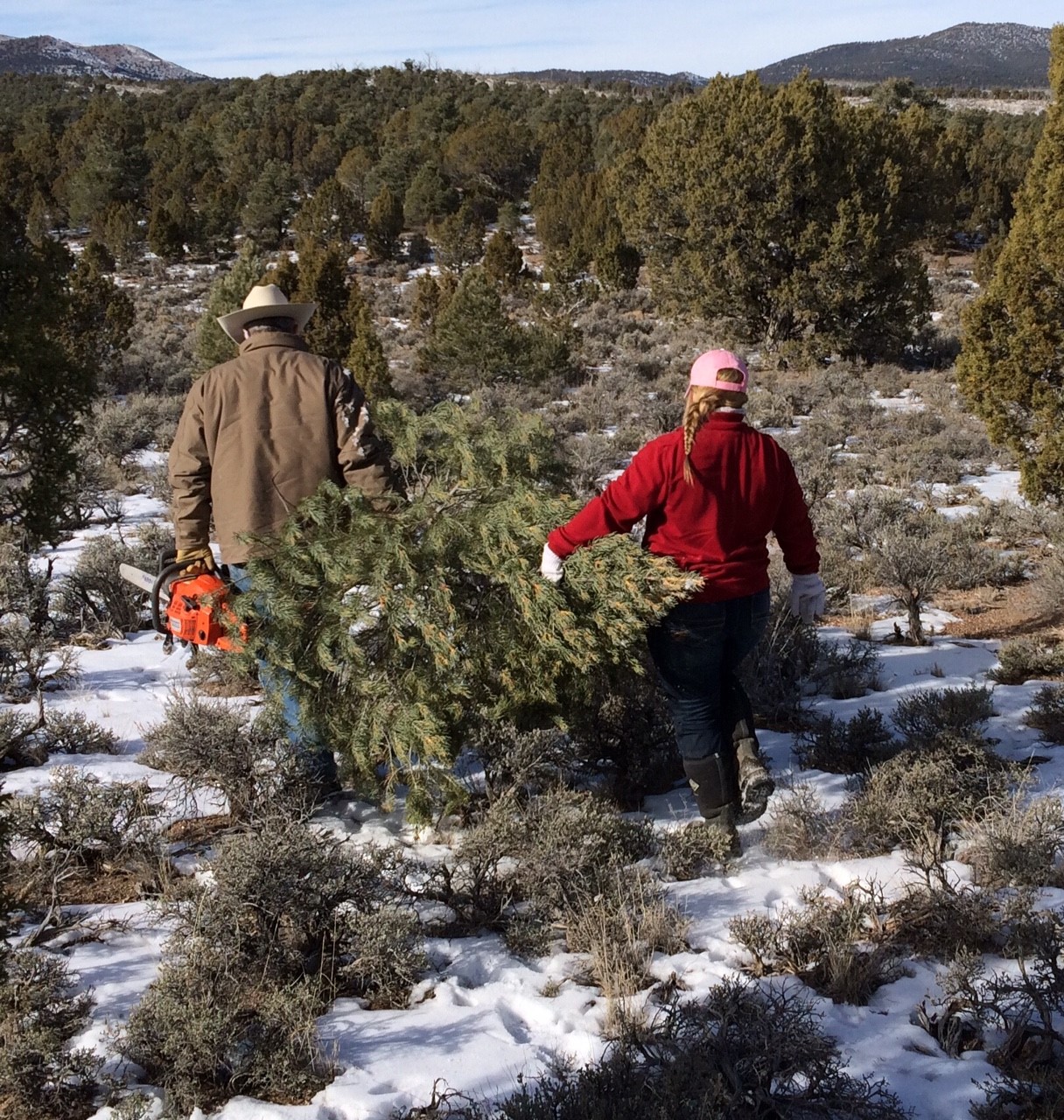 Photo of a man and a woman carrying a pine tree through the rangeland