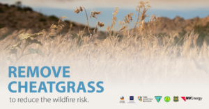 This is a graphic with a picture of cheatgrass in the back and text that says "Remove Cheatgrass". 